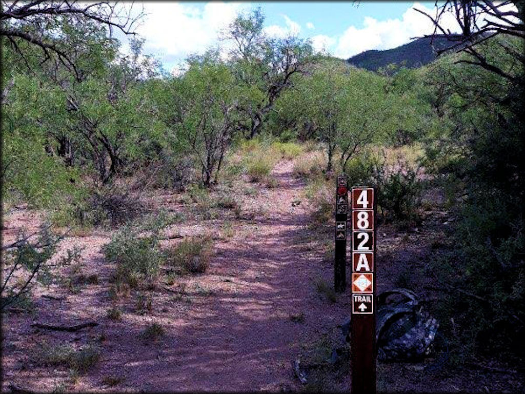 Close up view of Red Springs single track trail with Forest Service carsonite signage.