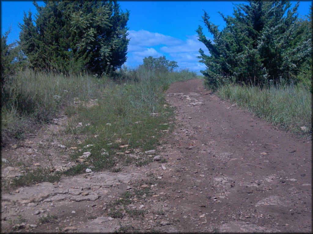 Photo of ATV trail surrounded by tall grass and a couple trees.
