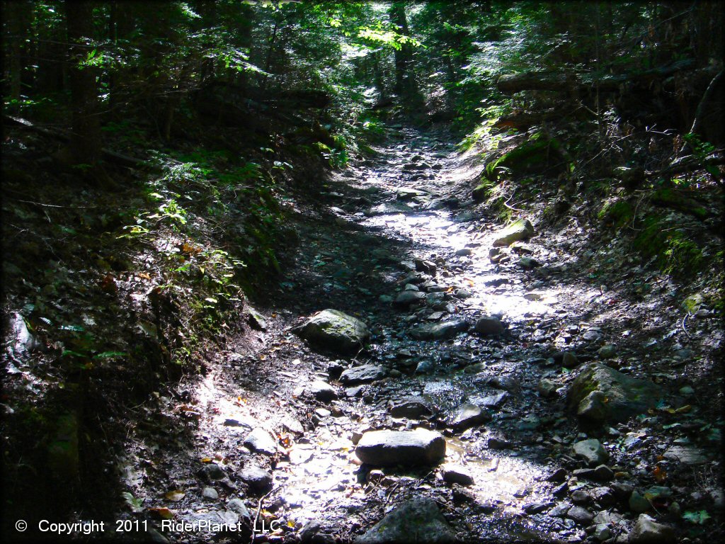 A trail at Beartown State Forest Trail