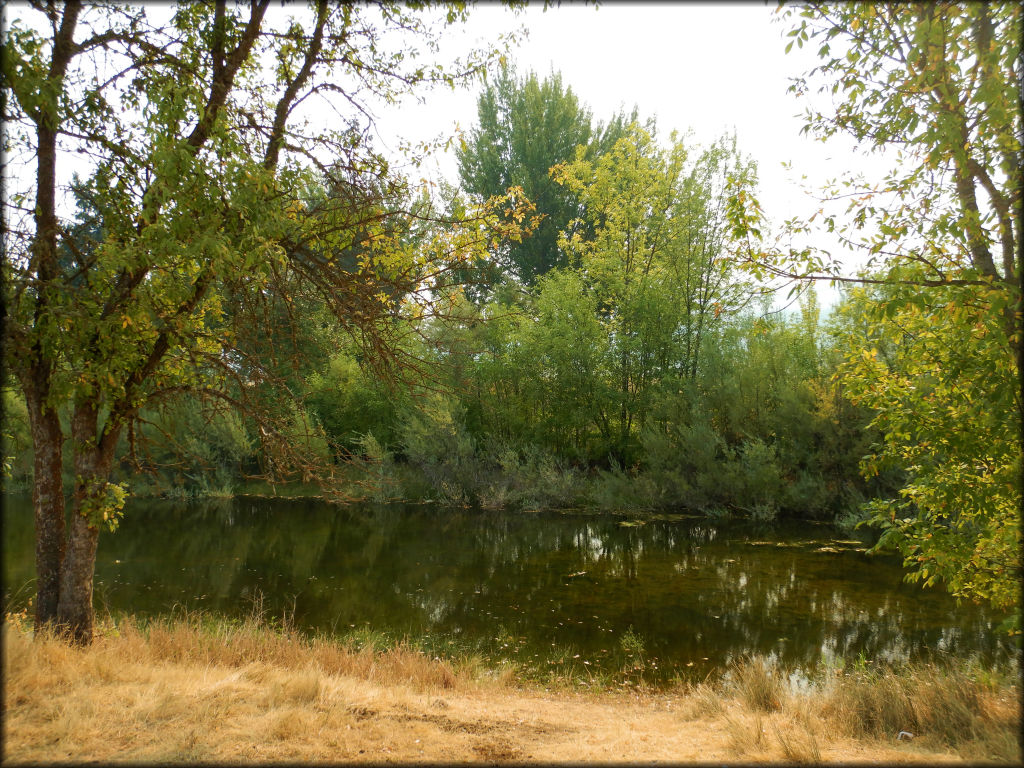 Shallow pond surrounded by green trees and bushes.