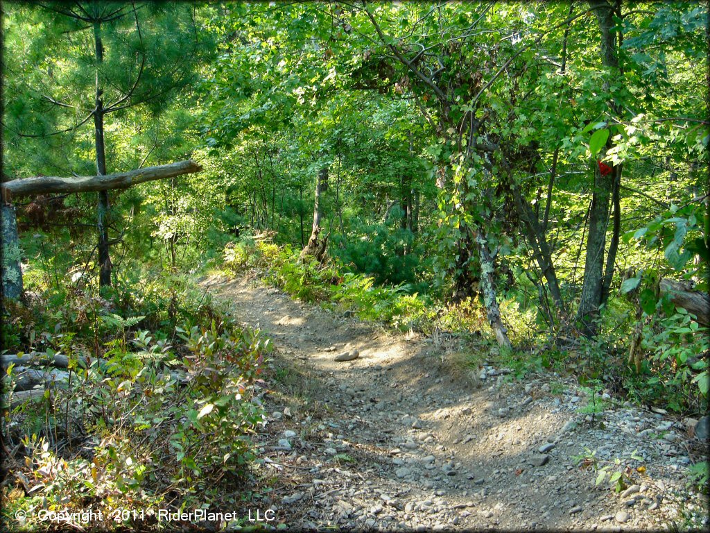 Example of terrain at Freetown-Fall River State Forest Trail