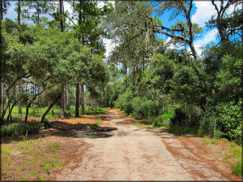 A scenic photo of wide and hardpacked ATV trail going through a section of woods.