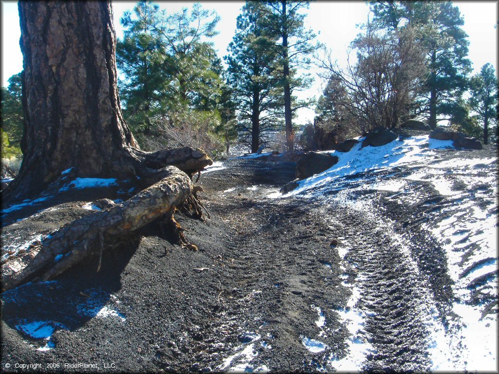 A close up photo of snow covered ATV trail with pine trees.