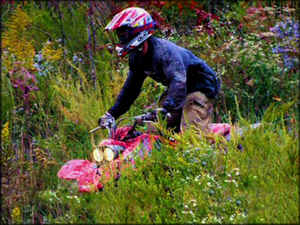 Man on red four wheeler navigating overgrown trail.