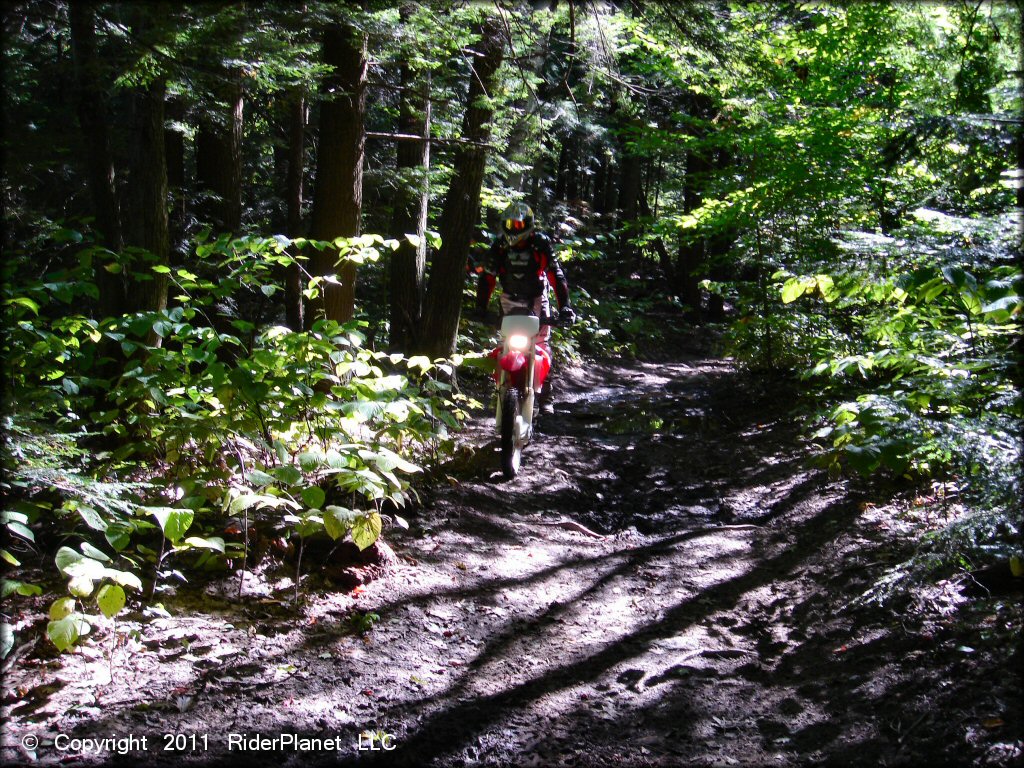 Honda CRF Trail Bike at Beartown State Forest Trail