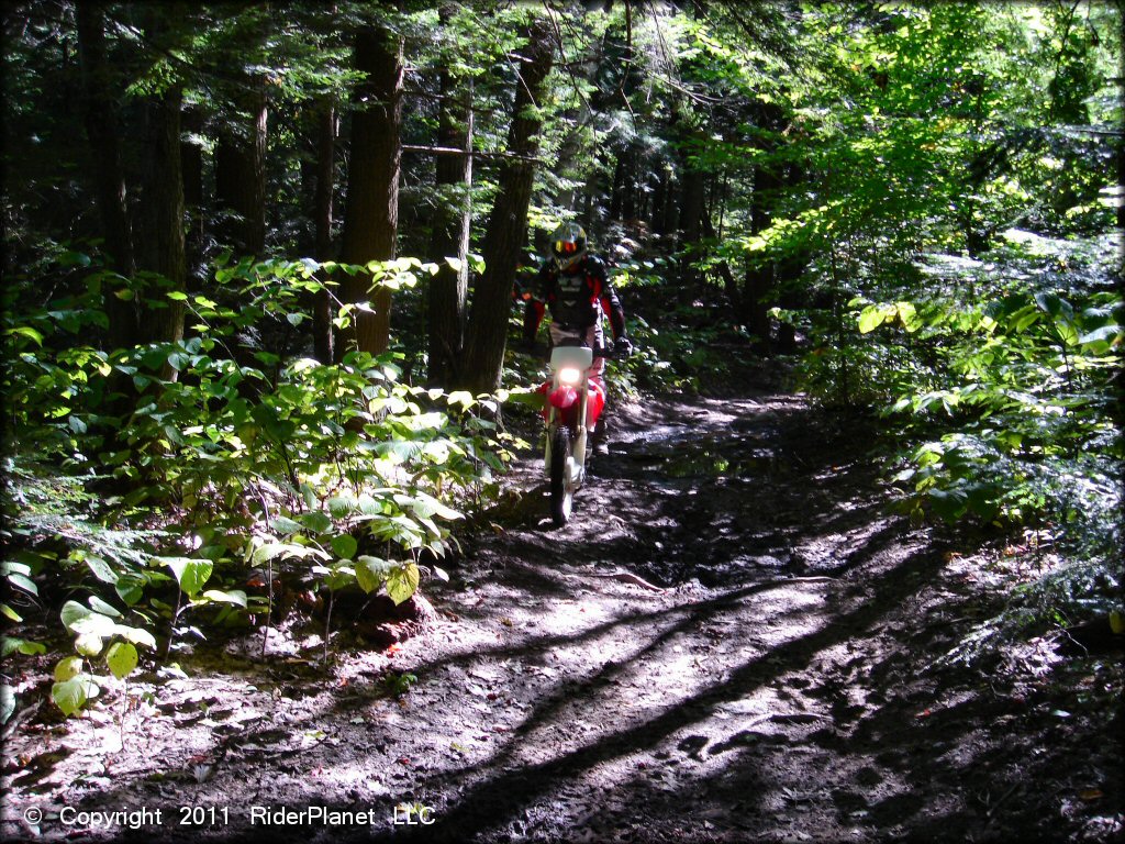 Honda CRF Motorbike at Beartown State Forest Trail