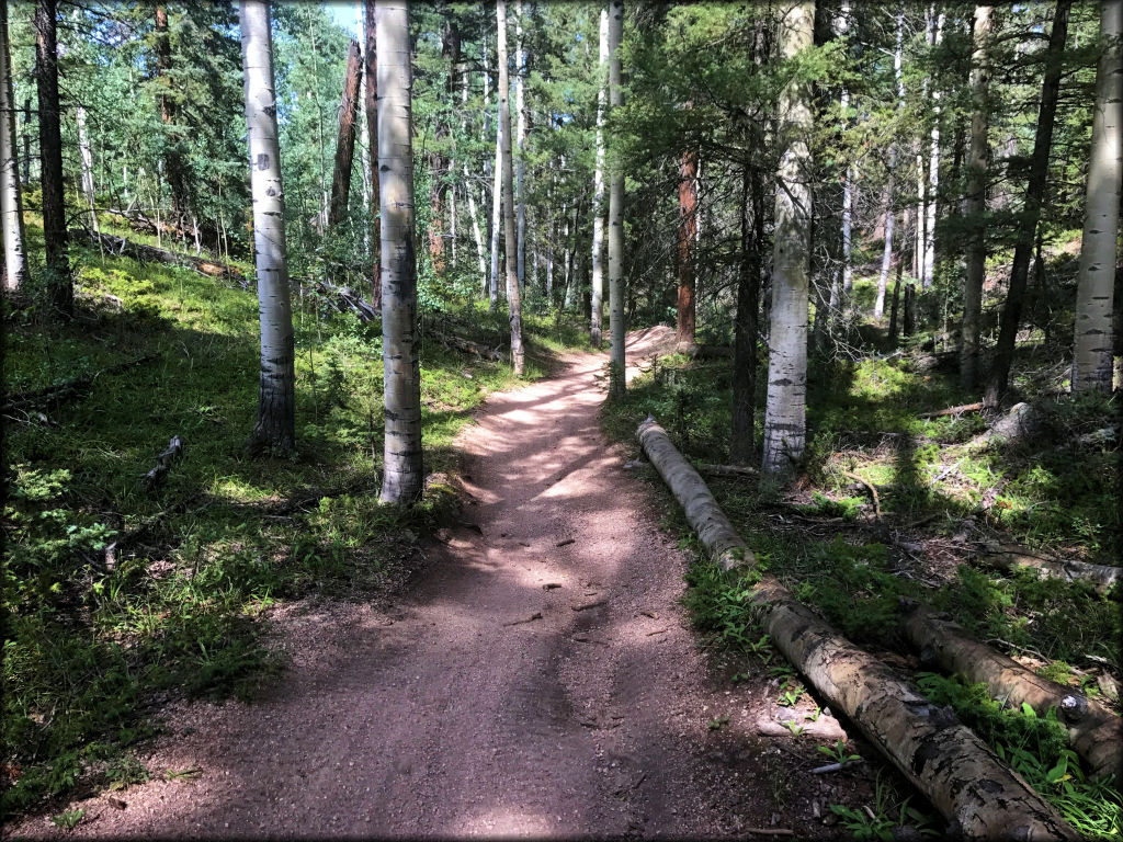 View of hard packed ATV trail winding through the woods.