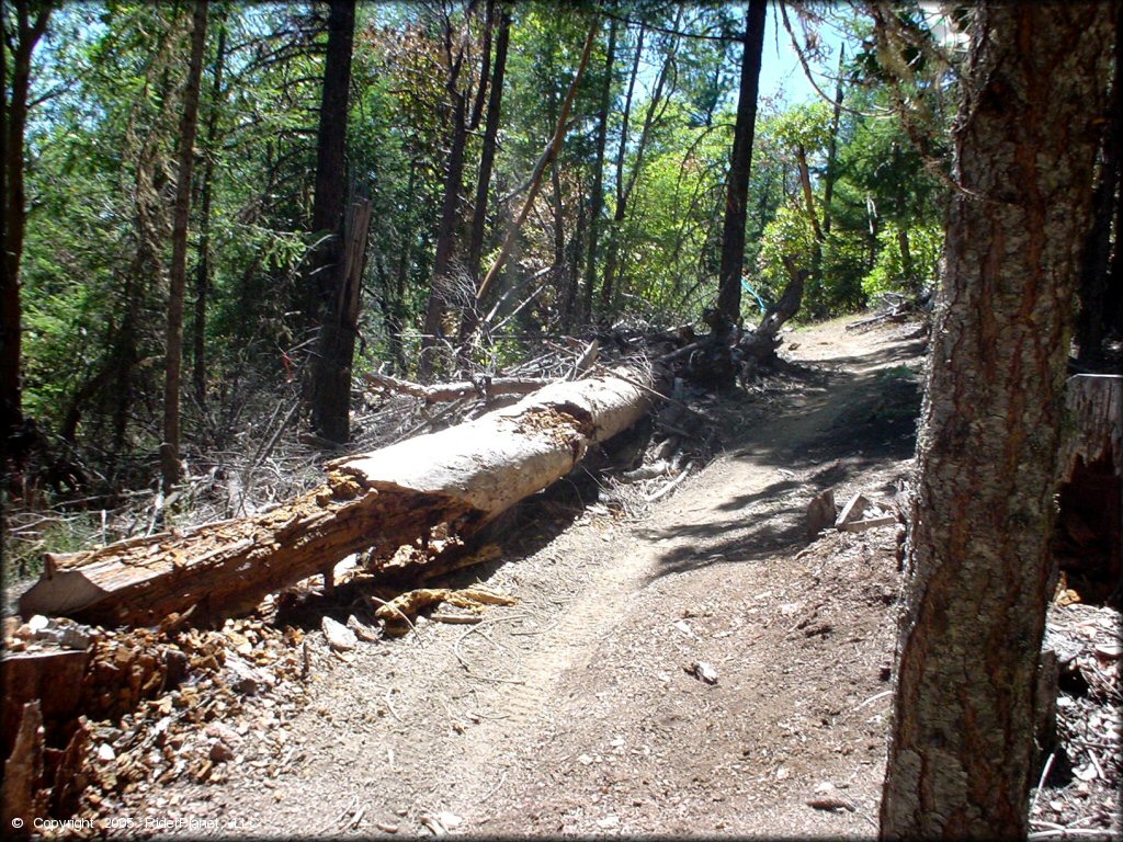 A trail at John's Peak OHV Area Trail