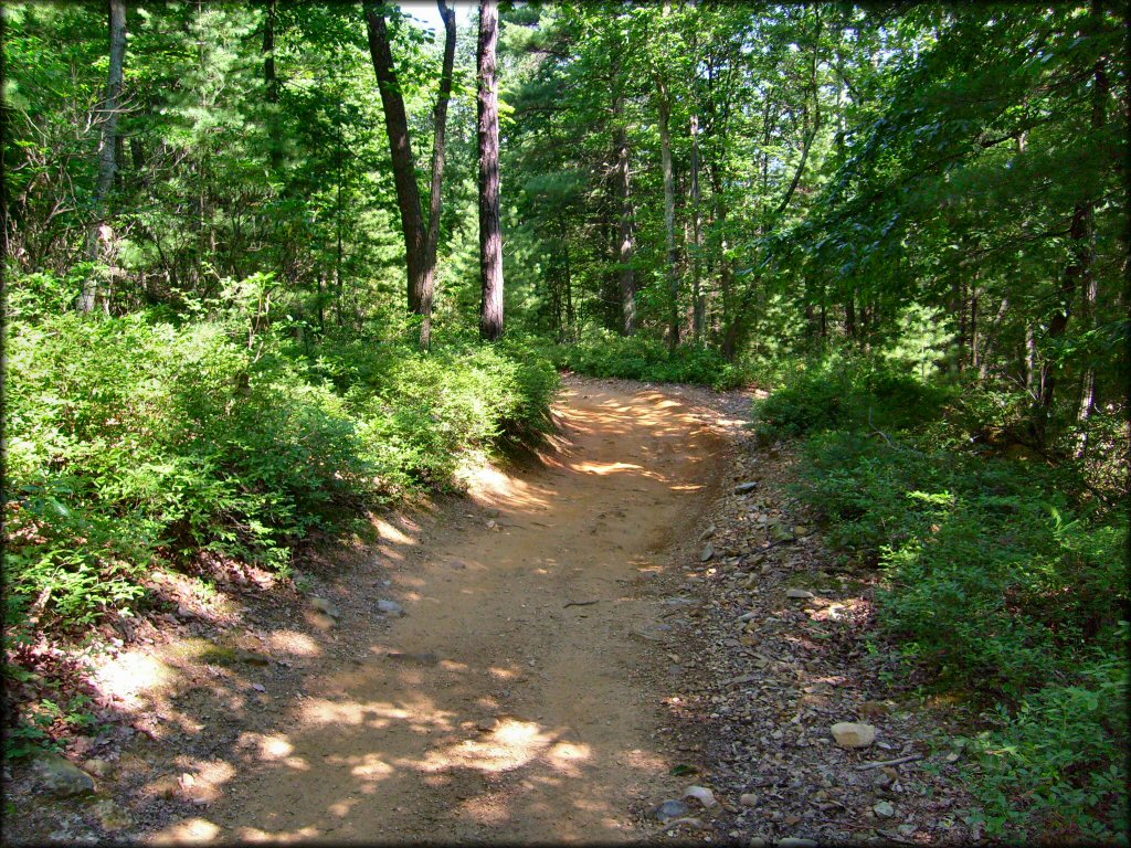 A scenic portion of ATV trail going through the forest.