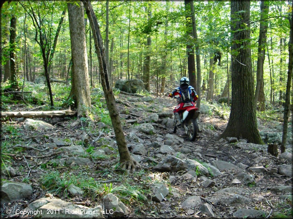 Honda CRF Trail Bike at F. Gilbert Hills State Forest Trail