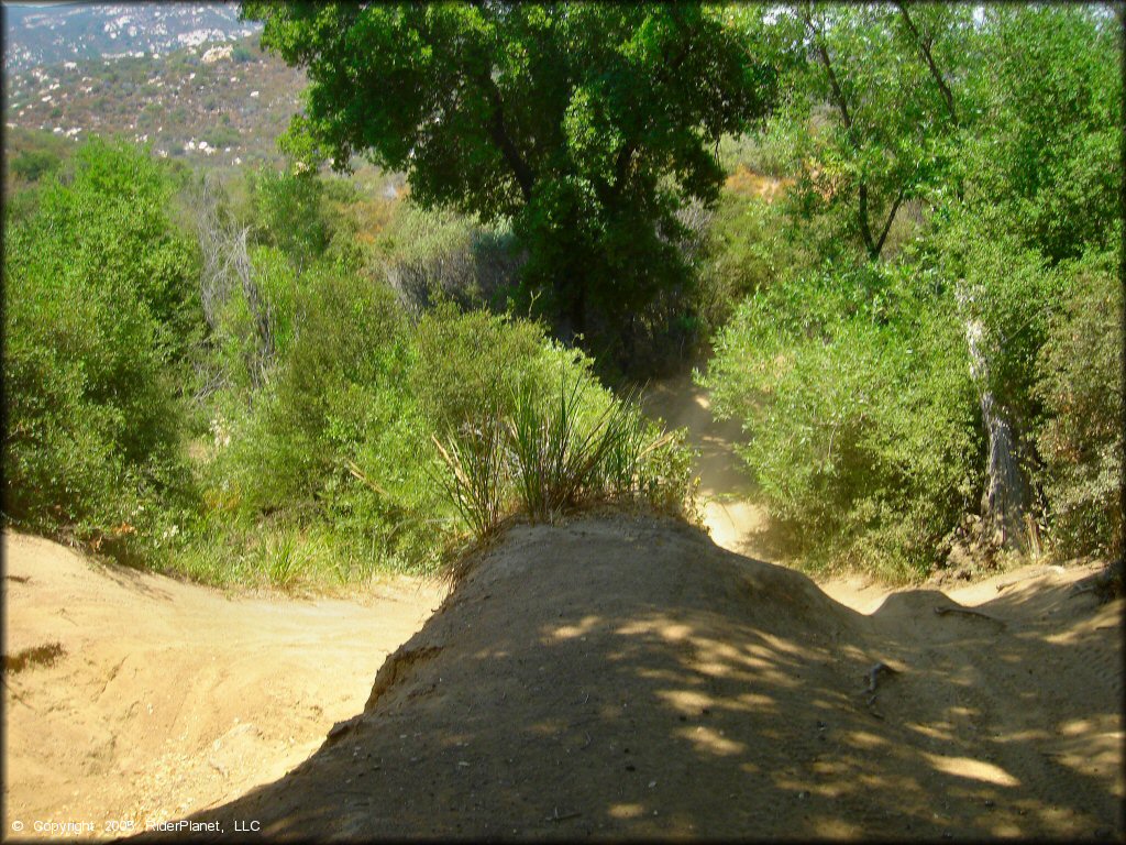 ATV trail surrounded by trees and bushes with small mound of dirt for jumping.
