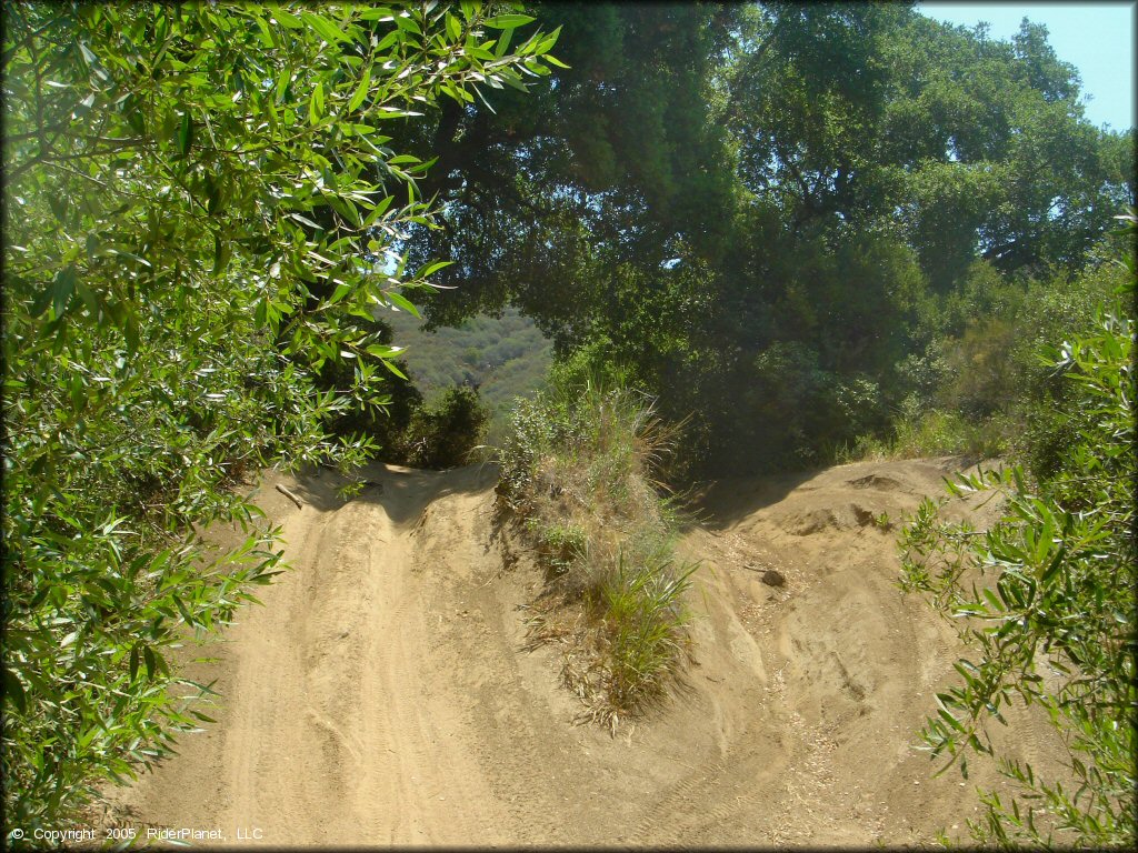 Close up view of trees and ATV trail.