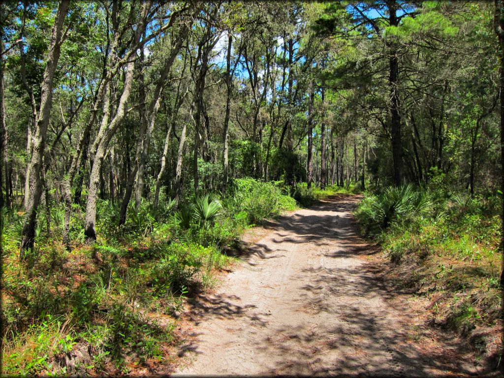 Wandering Wiregrass OHV Trail