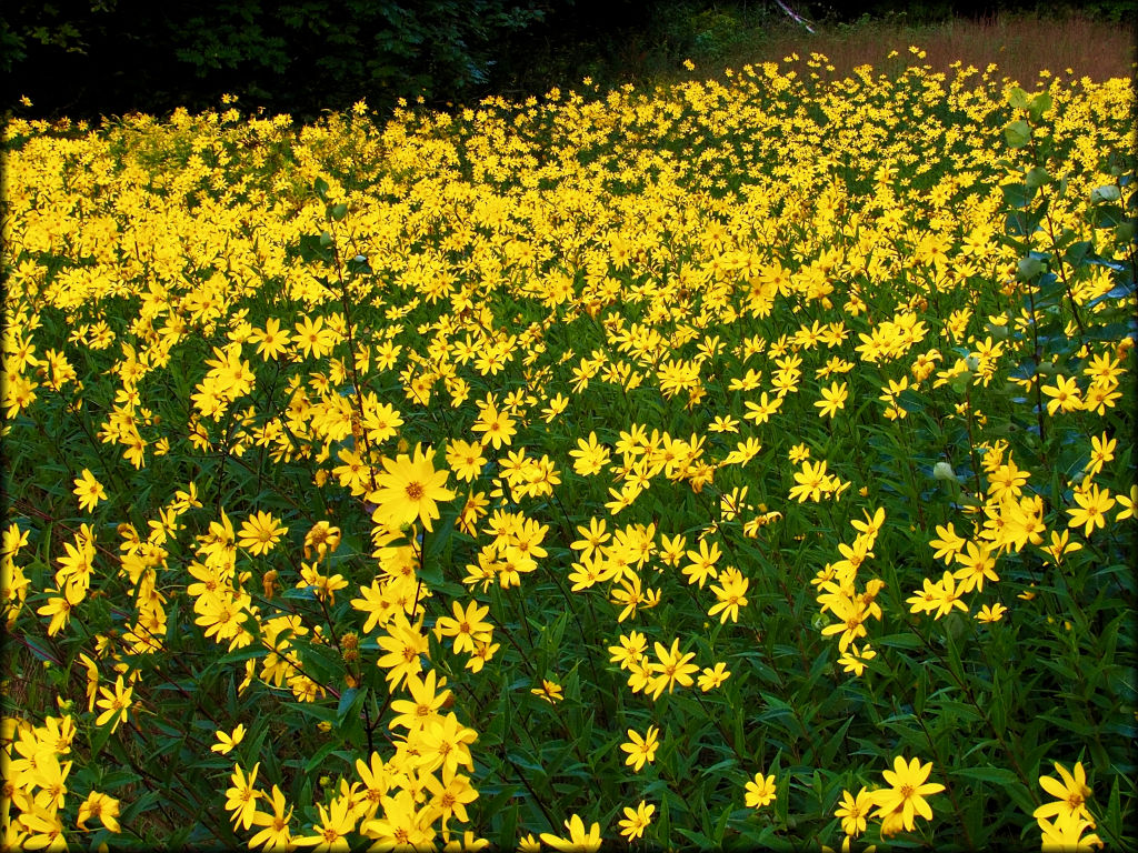 Photo of wild sunflowers taken from the ATV trail.