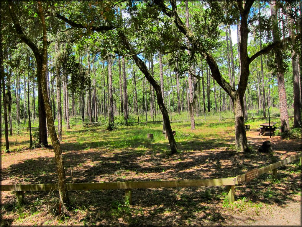 Photo of campsite surrounded by mature pine trees with picnic table, lantern holder and fire ring.