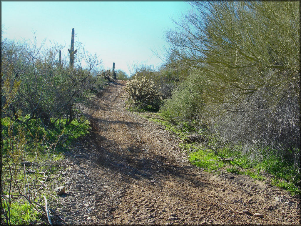 A scenic portion of the ATV trail surrounded by a variety of cacti and desert vegetation.