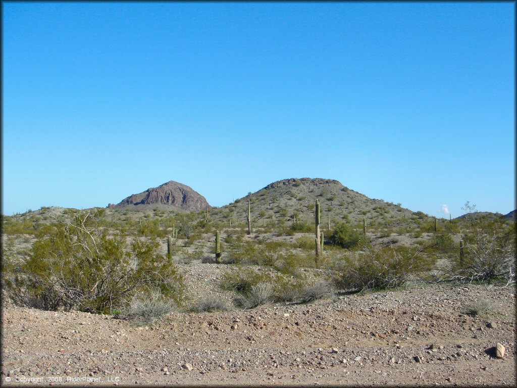 Scenic view of saguaro cactuses in the Sonoran Desert.