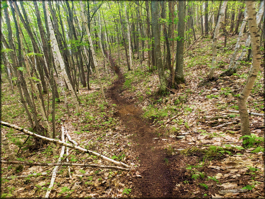 The Tamaracks OHM Trail