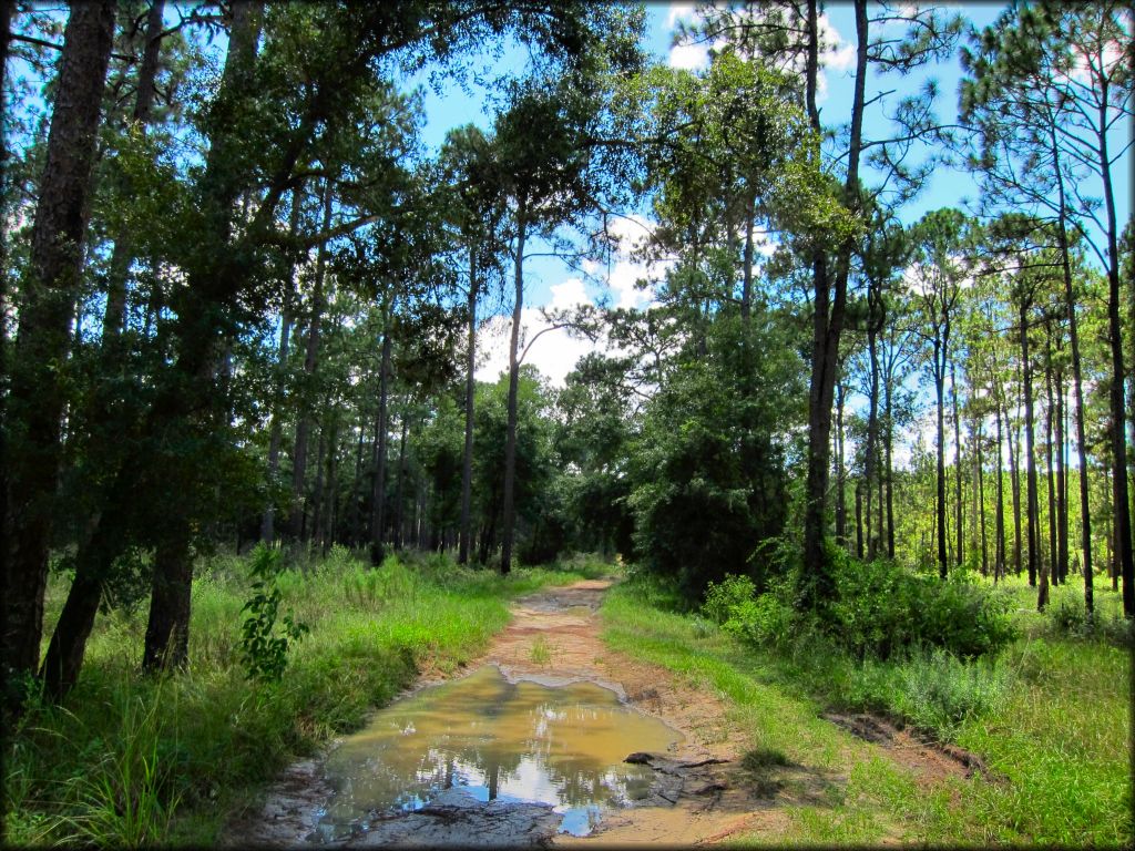 A close up photo of an ATV trail with mud puddles.