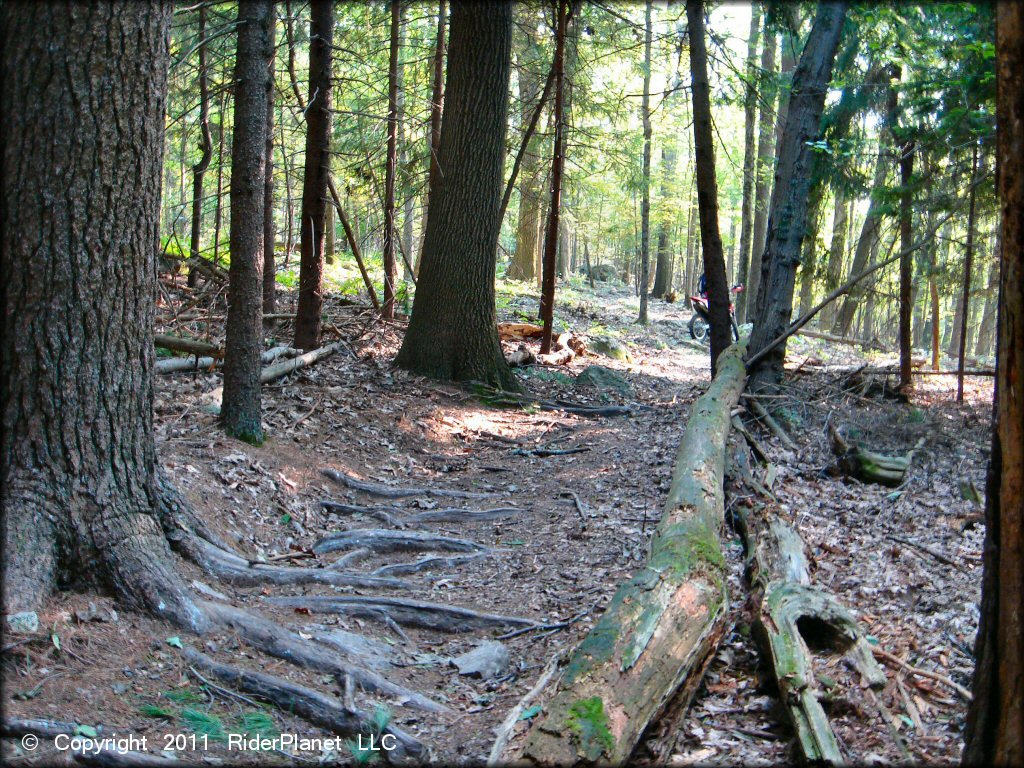 Example of terrain at F. Gilbert Hills State Forest Trail