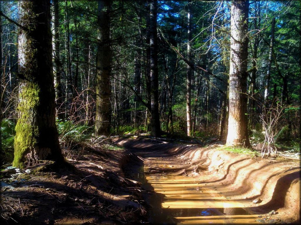 Walker Valley ORV Area Trail