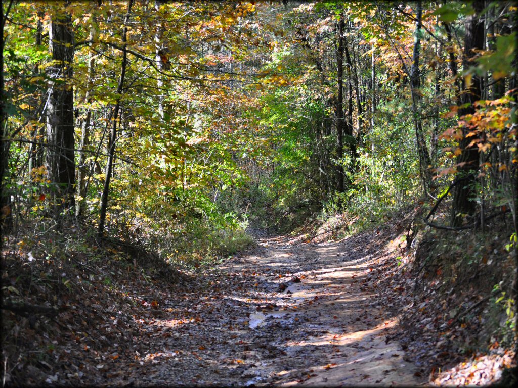 Prentice Cooper State Forest Trail