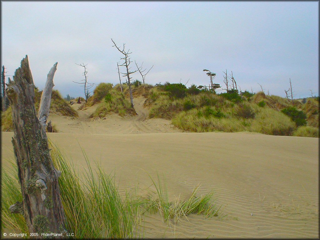 Example of terrain at Oregon Dunes NRA - Florence Dune Area