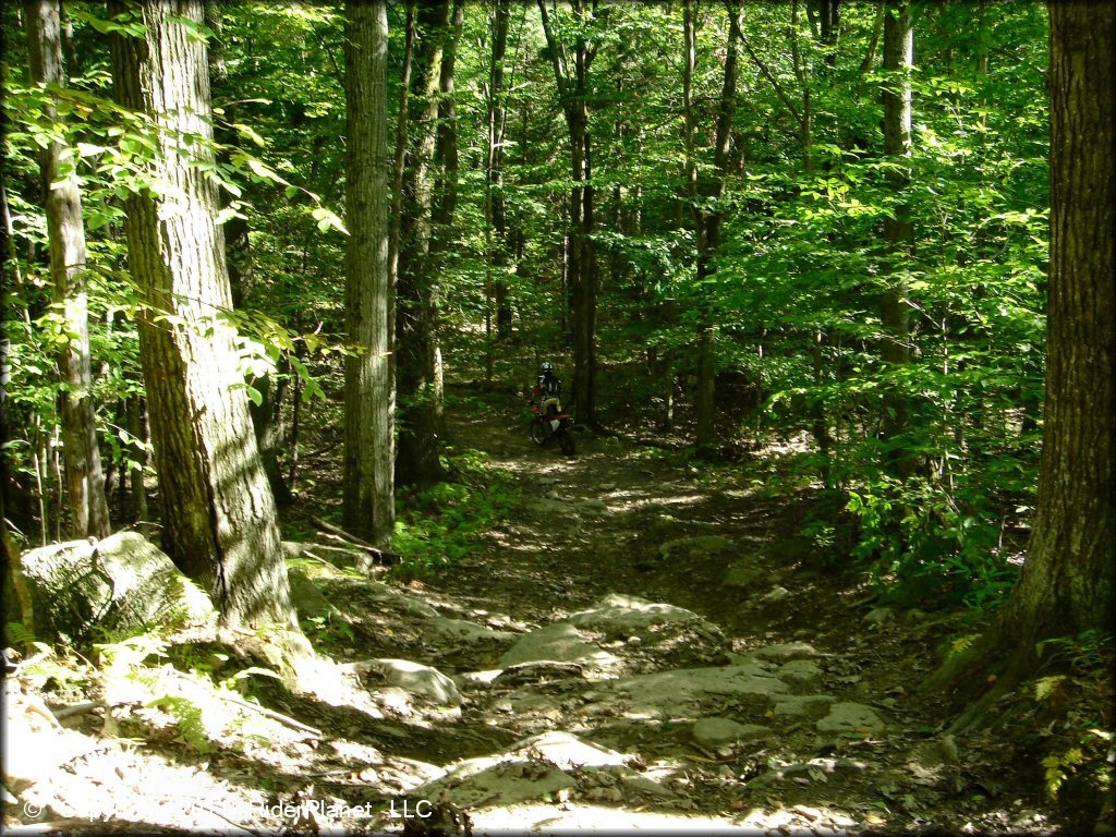 Terrain example at Beartown State Forest Trail