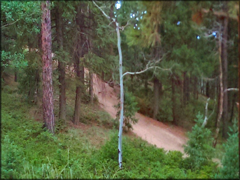 Photo taken from small hill showing ATV trail winding through the forest.