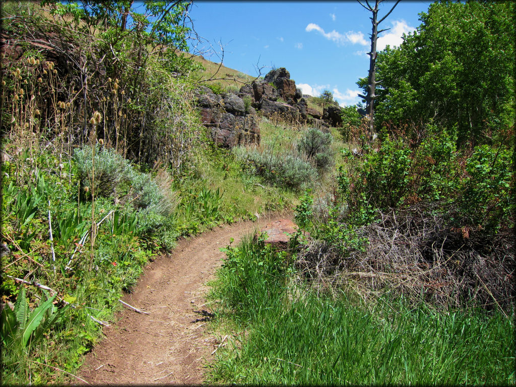 Scenic view of single track motorcycle trail surrounded by various vegetation and sage brush.