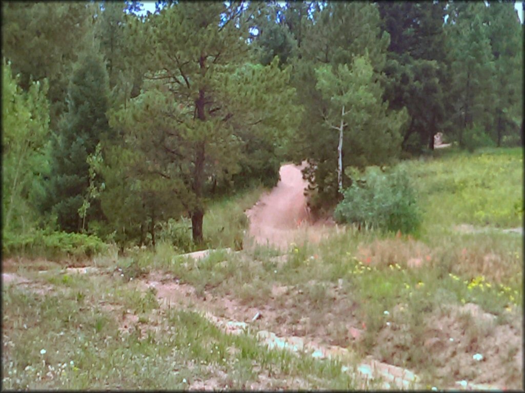 A scenic section of the ATV trail winding through pine trees and grassy meadows.