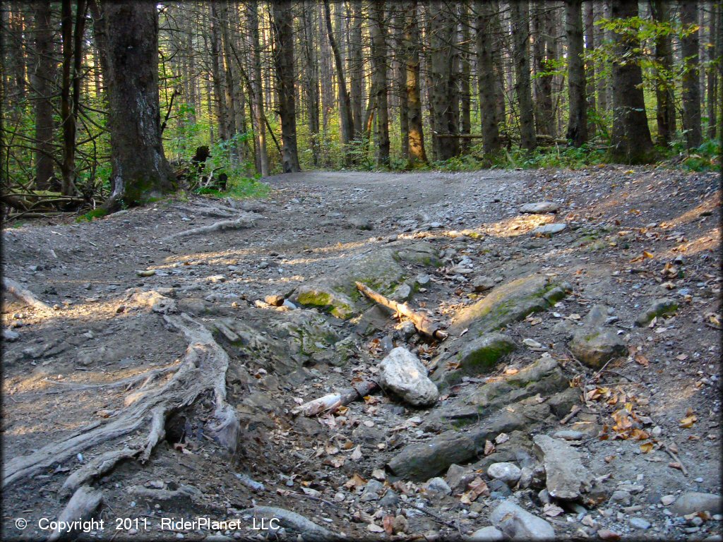 A trail at Pittsfield State Forest Trail