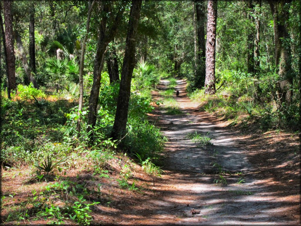 Wandering Wiregrass OHV Trail