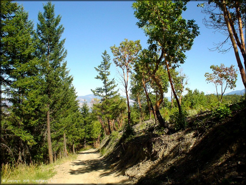 A trail at John's Peak OHV Area Trail
