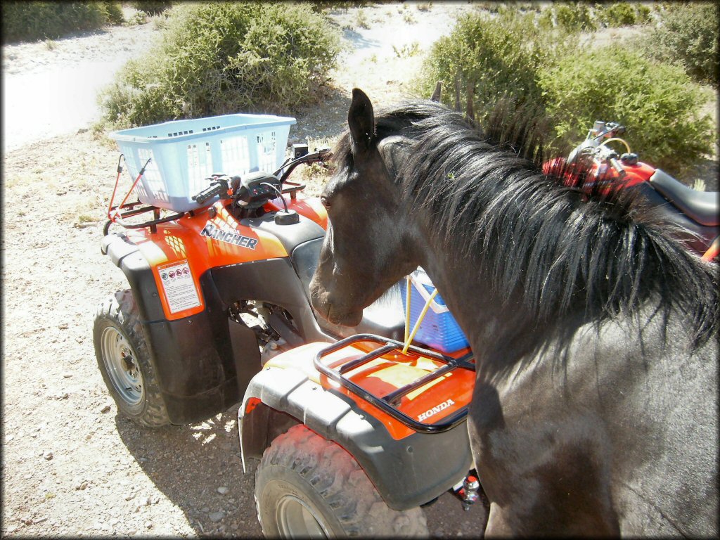 OHV at Cold Creek Trail