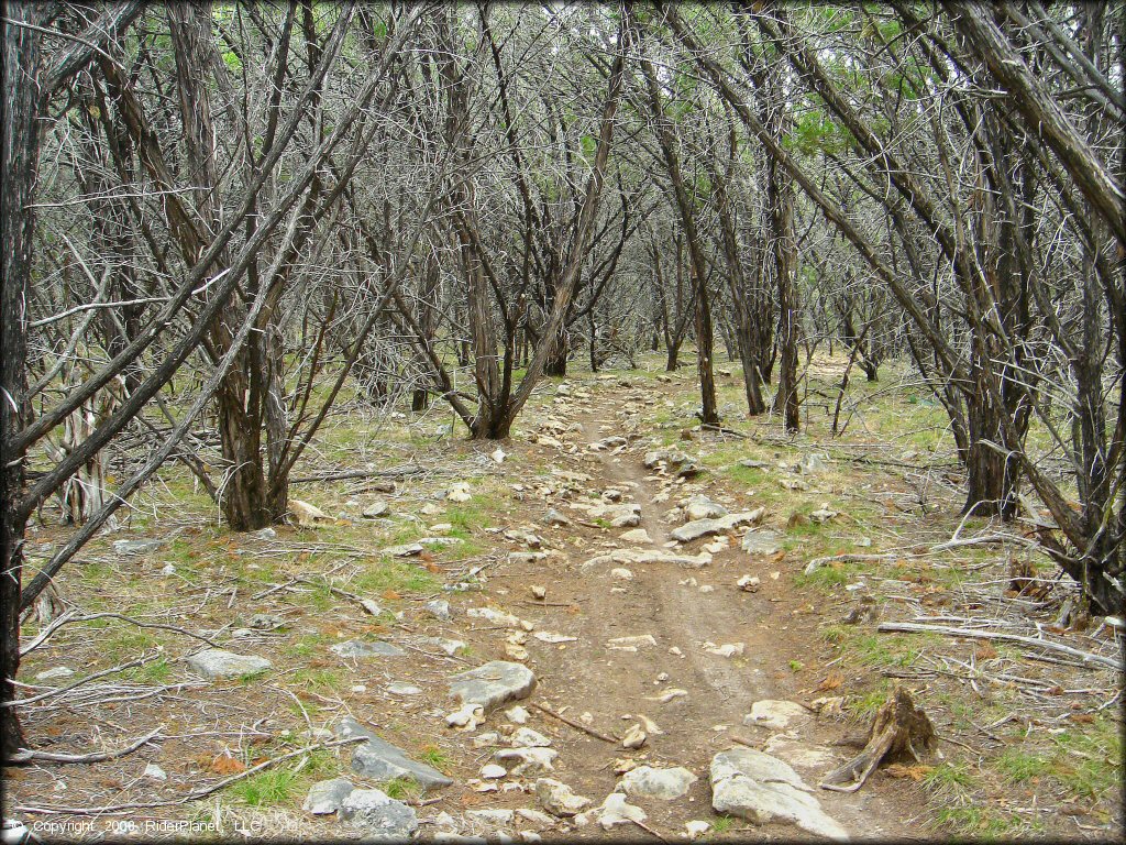 A trail at Emma Long Metropolitan Park Trail