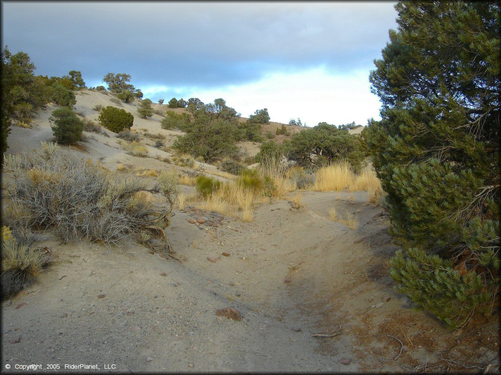 A trail at Mount Seigel OHV Trails