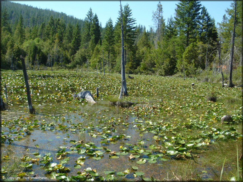 Scenery at Rattlesnake Ridge Area Trail