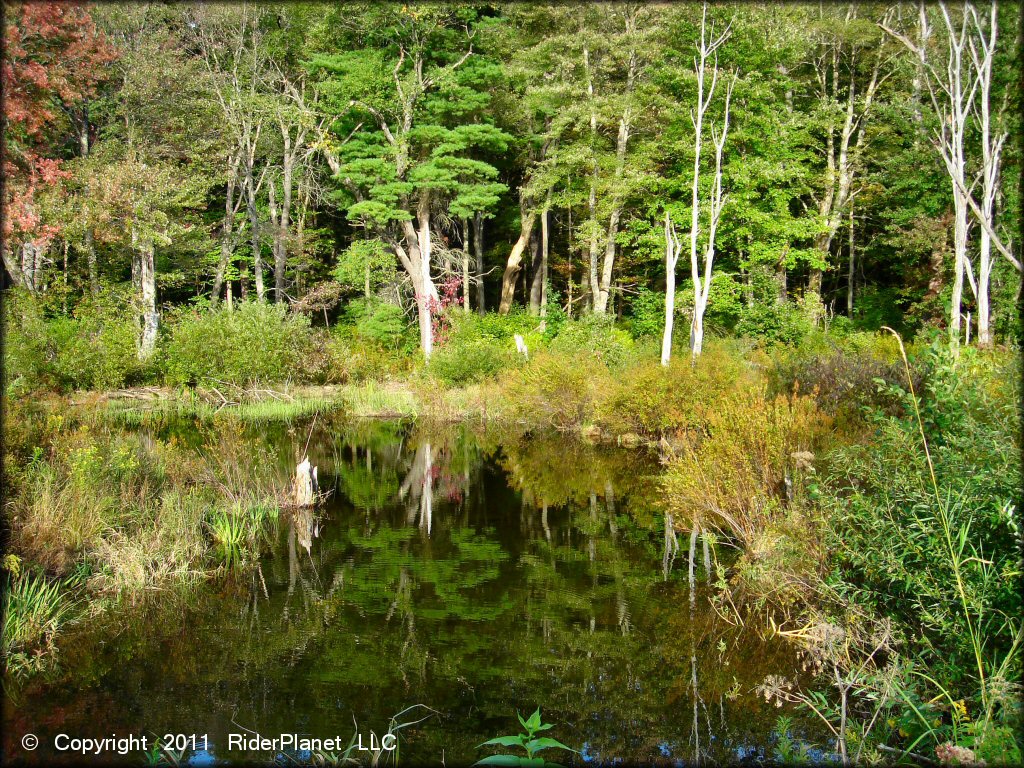 Scenic view at Beartown State Forest Trail