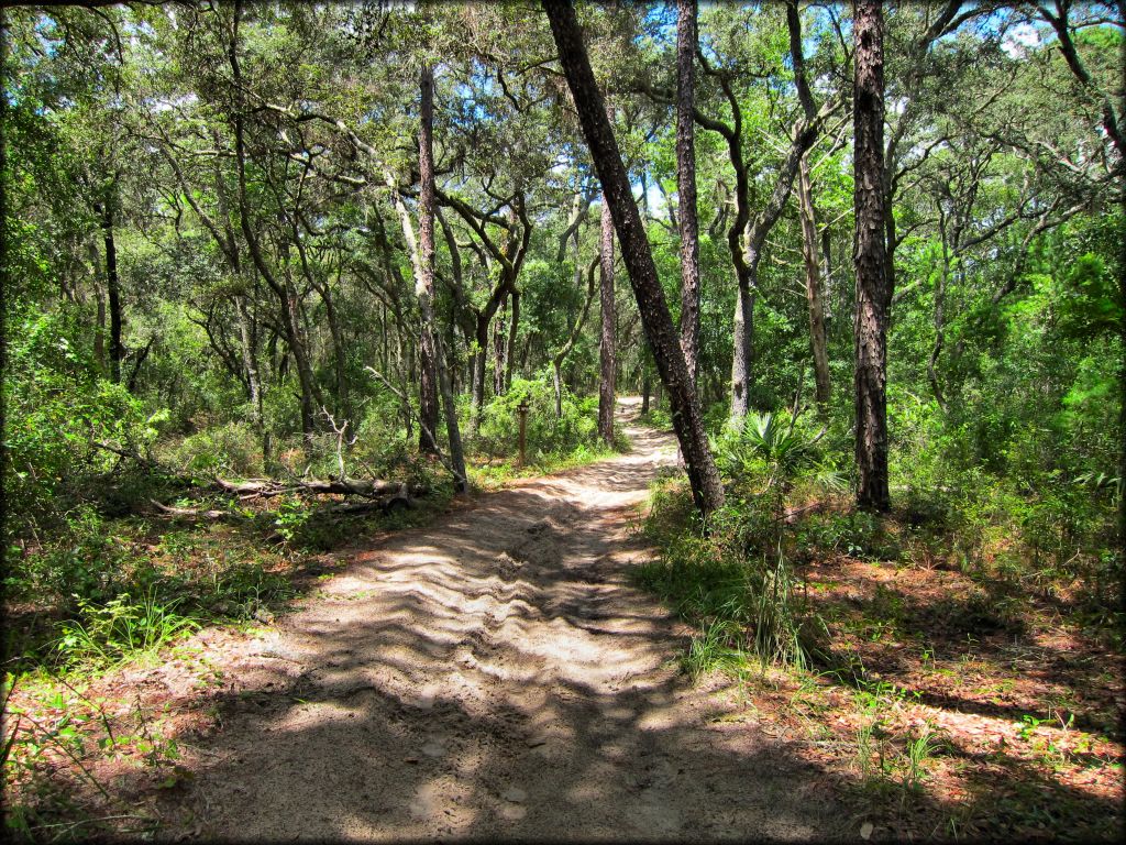 Wandering Wiregrass OHV Trail