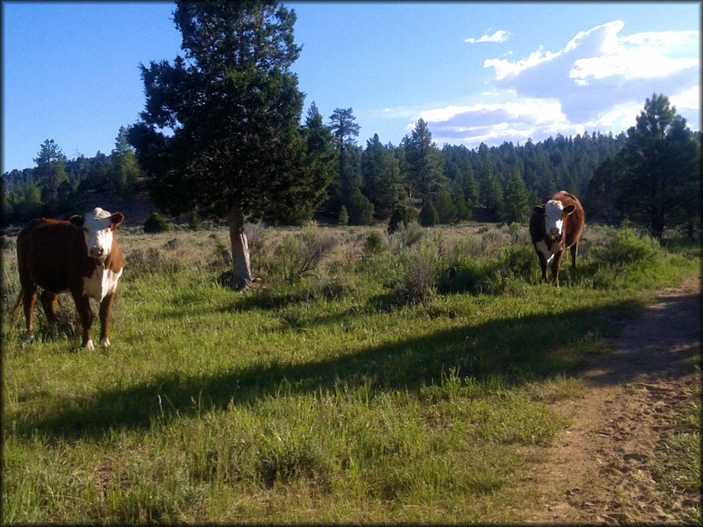 Pine Lake OHV Trail