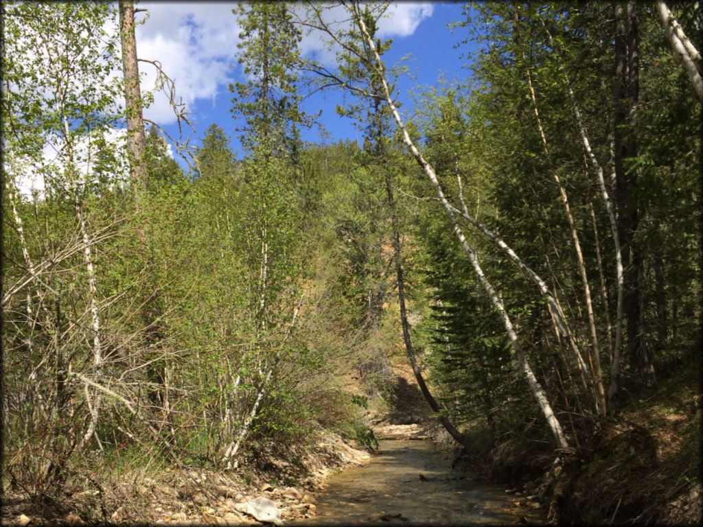Camp Creek Recreation Area Trail