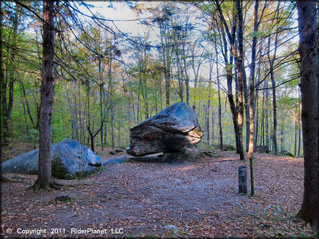 Scenery at Pittsfield State Forest Trail