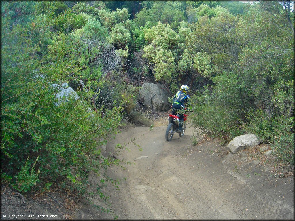 Woman riding Honda CRF150F riding through brush tunnel.