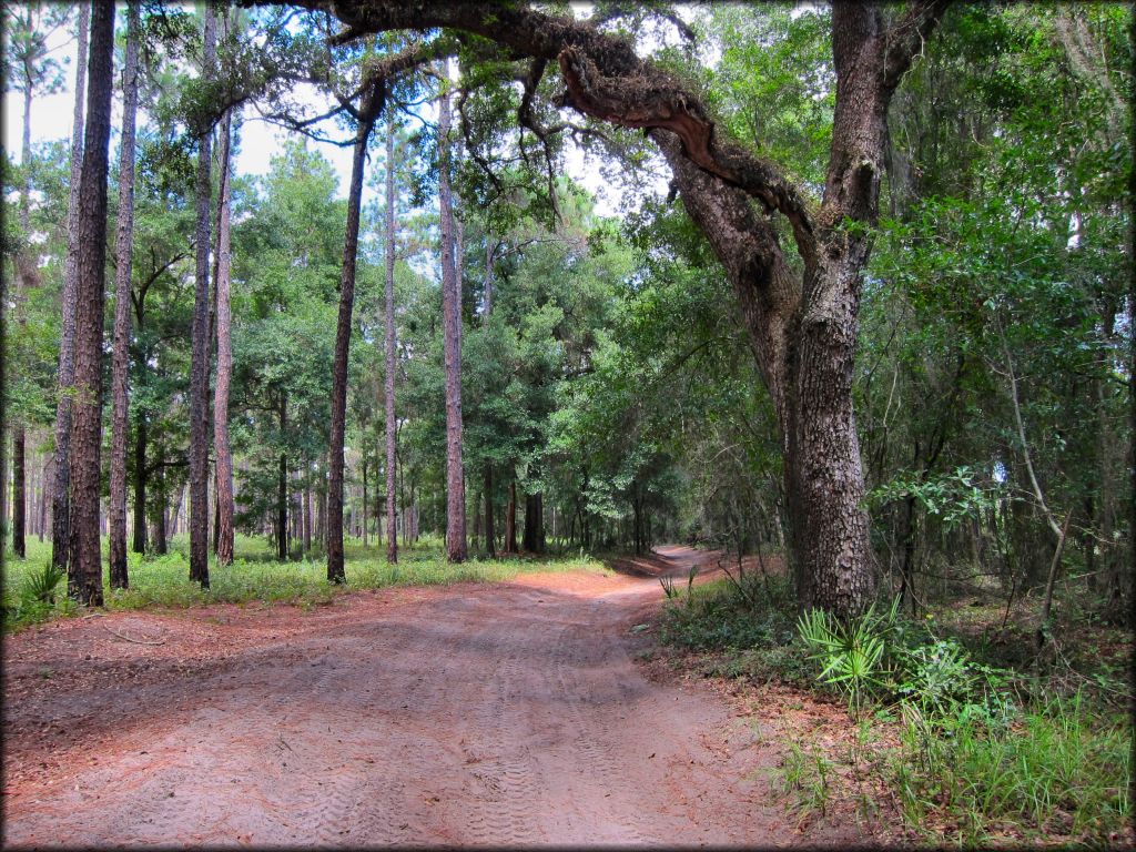 Up close photo of hard packed ATV trail winding through a section of woods.