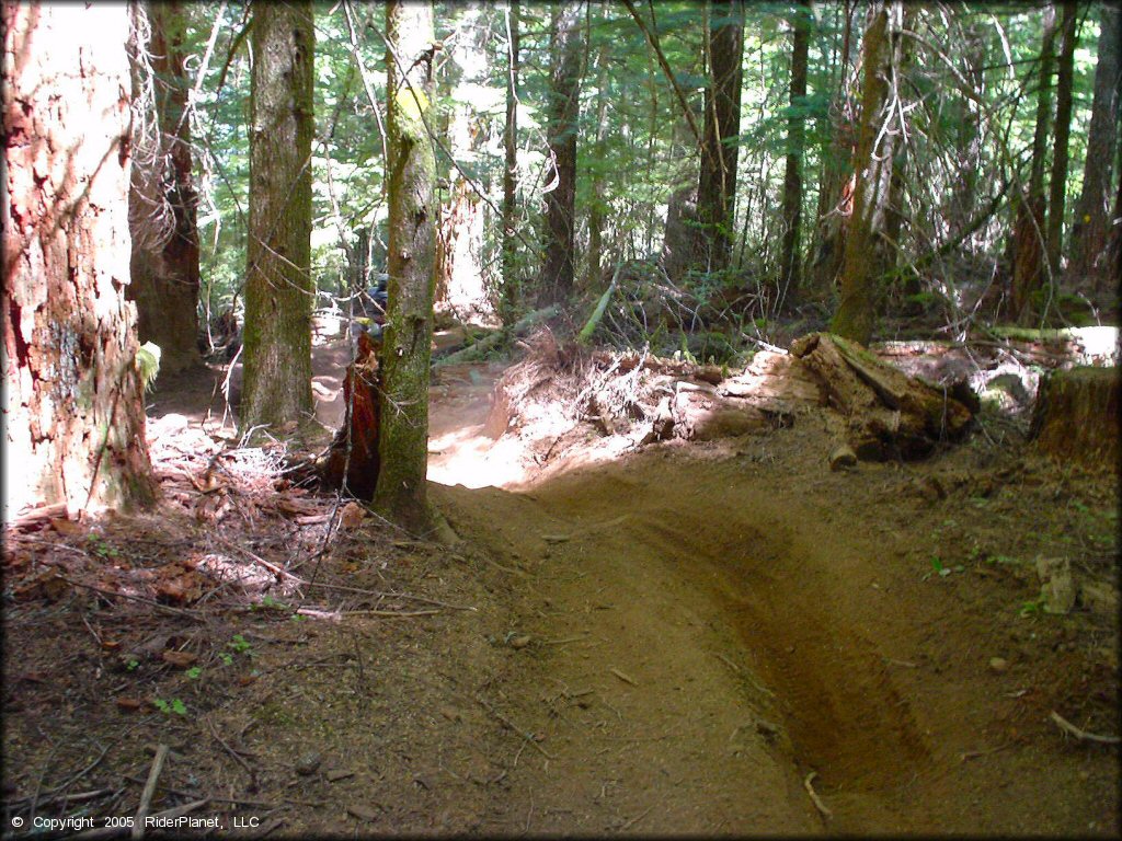 A trail at Upper Nestucca Motorcycle Trail System