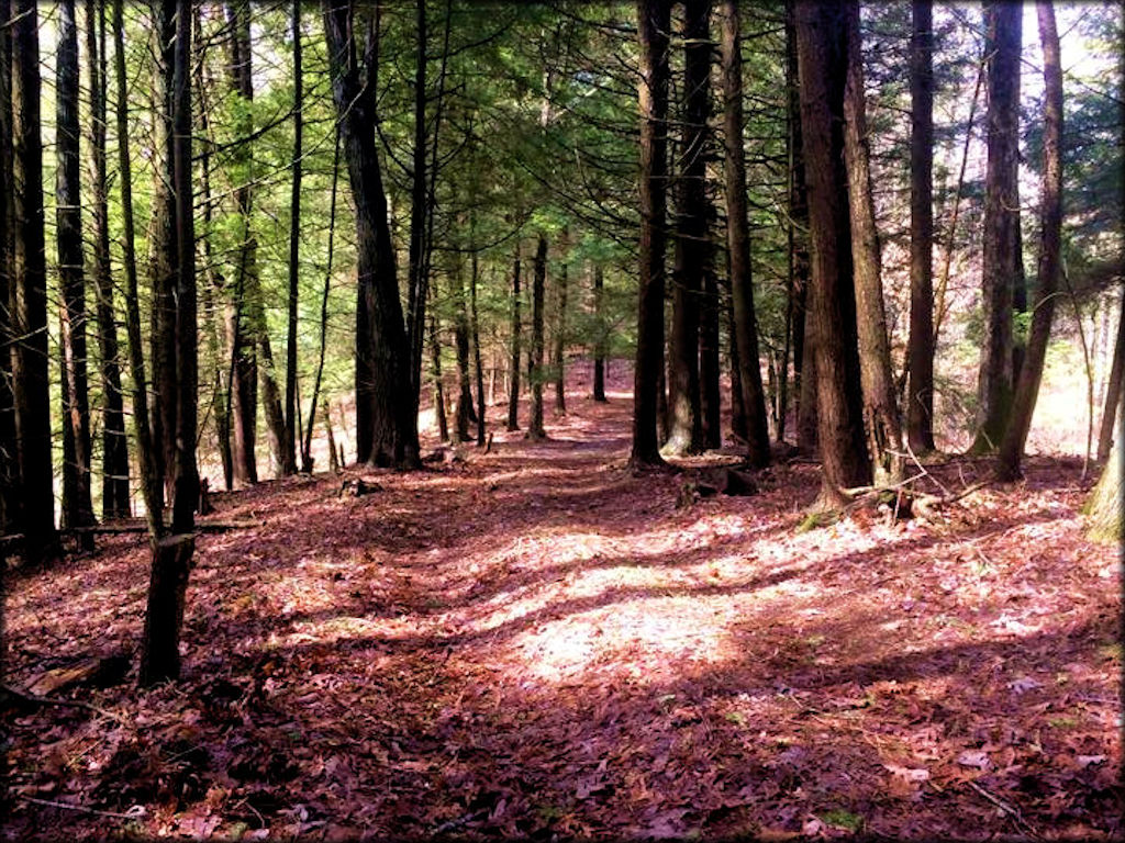 Backyard Adventure UTV Tours Trail