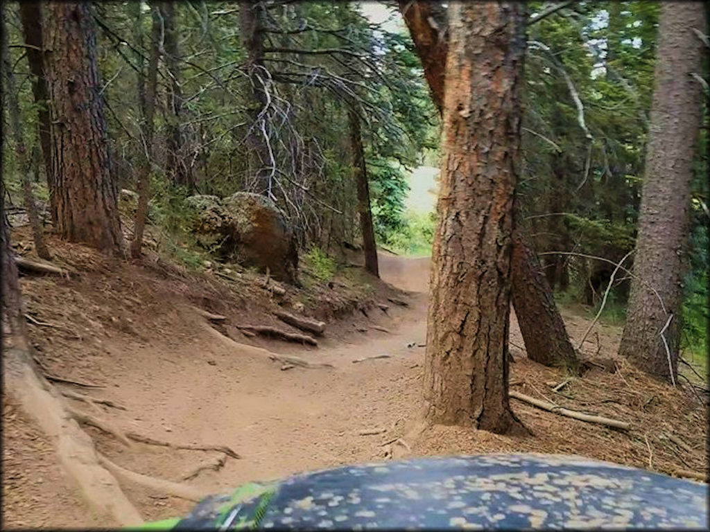 View of narrow ATV trail surrounded by mature pine trees.