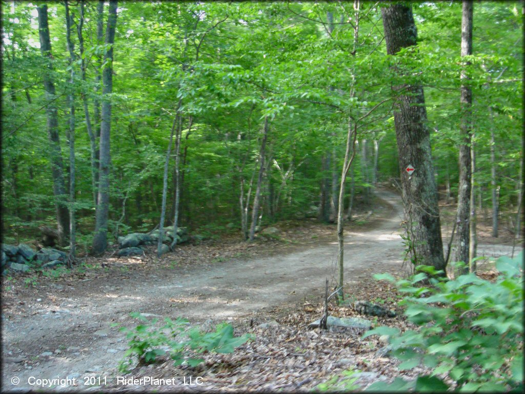 Example of terrain at Pachaug State Forest Trail