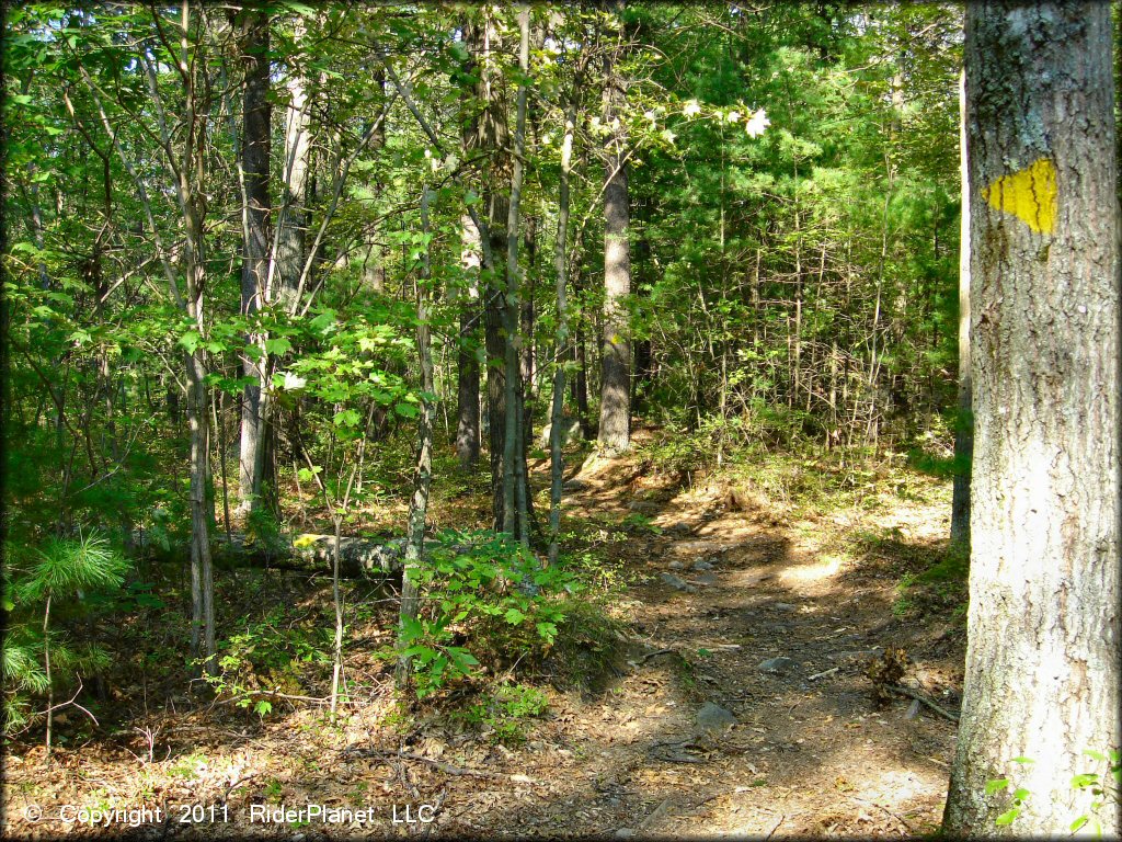 Example of terrain at F. Gilbert Hills State Forest Trail